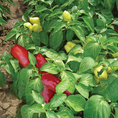 KNESSiN Hybrid Boneta Super Chilli Vegetable Seeds for Garden-(2400 Seeds) Seed(2400 per packet)