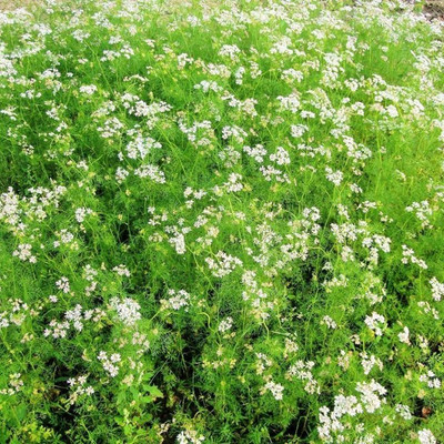 ZIXA Coriander Dhaniya Seed(100 per packet)