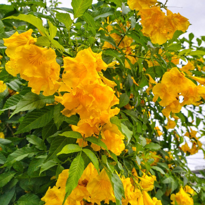 DeodarSeeds Yellow Elder, Trumpetbush, Tecoma stans Seed(40 per packet)