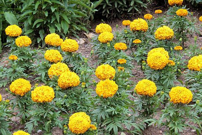 Quentova marigold/gende ka phool flower seeds Seed(50 per packet)
