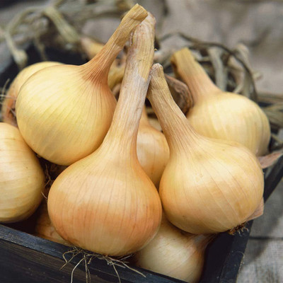 Biosnyg Walla Walla Sweet Onion Seeds For Kitchen Gardening-(3000 Seeds) Seed(3000 per packet)