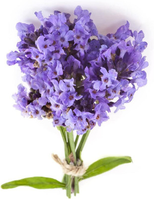 Qualtivate XLR-271 English Lavender Vera Seed(500 per packet)