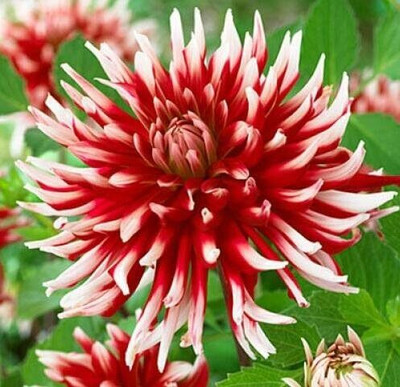 LPR DAHLIA Seed(20 per packet)