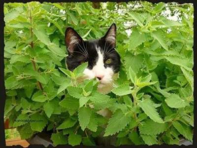 CYBEXIS GBPUT-61 - Nepeta Cataria Common Catmint - (4500 Seeds) Seed(4500 per packet)