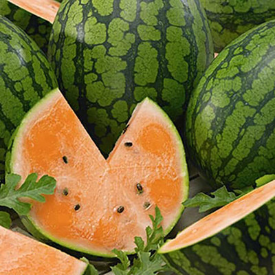 KNESSiN High Yield Tendersweet Orange Watermelon Seeds For Kitchen Gardening-(250 Seeds) Seed(250 per packet)