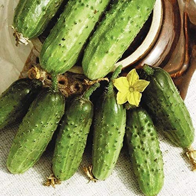 VibeX NBIR-93 - Cucumber Parisian Gherkin Pickling - (150 Seeds) Seed(150 per packet)