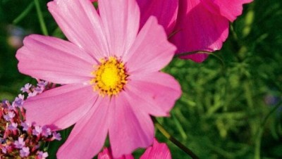 Quentova Cosmos bipinnatus Pink-22Z-PAUS Seed(75 per packet)