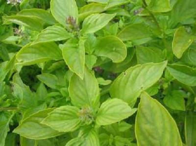 WILLVINE NBIR-3 Lemon Basil 'Mrs. Burns' Seed(2000 per packet)