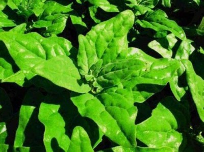 CYBEXIS New Zealand Spinach1000 Seeds Seed(1000 per packet)