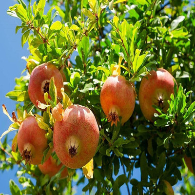 Aywal Dwarf Pomegranate Fruit Tree Seed(15 per packet)