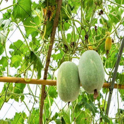 BDSresolve petha vegetable seeds/Ash gourd seed 39 Seed(39 per packet)