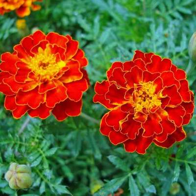 ibains Marigold seeds Seed(79 per packet)