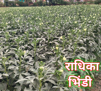 HYBRID 250g×2pack Radhika bhindi seeds loose highest yield Seed(1 per packet)
