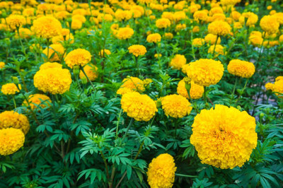 BrijBooti marigold/gende ka phool flower seeds Seed(75 per packet)