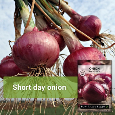 WILLVINE AMR -IX Red Creole Onion Seeds [50g] Seed(30000 per packet)
