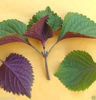 CYBEXIS VXI-53 - Vietnamese Perilla - (2250 Seeds) Seed(2250 per packet)