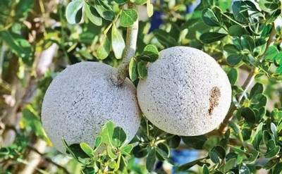 MAA Wood Apple Seed(31 per packet)
