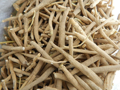 Urancia Asgandh Ashwagandha Asgandh Withania sominifera 100g Seed(1 per packet)