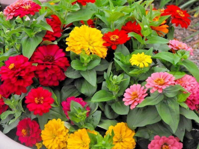 Avysa GIANT CALIFORNIA ZINNIA MIX Seed(15 per packet)