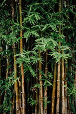 wequality bamboo seeds for garden Seed(18 per packet)