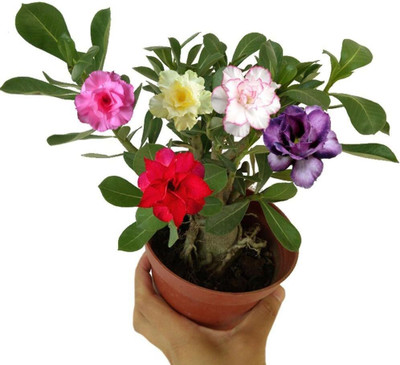 Qualtivate XLL-413 Desert Rose Adenium Obesum Mixed Colors Seed(30 per packet)
