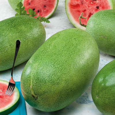 KNESSiN Organic Watermelon Charleston Grey Seeds For Planting-(100 Seeds) Seed(100 per packet)