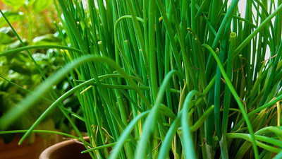 CYBEXIS VXI-87 - Chives - (750 Seeds) Seed(750 per packet)