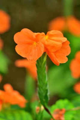 Oliver kanakambaram-firecracker-crossandra Seed(56 per packet)