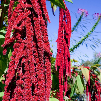 KNESSiN LXI-5 Amaranthus Red Seed(200 per packet)