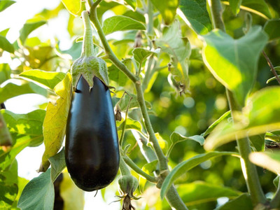 KNESSiN Heirloom Black Beauty Brinjal Vegetable ( Seeds) Seed(5000 per packet)