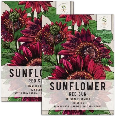 VibeX XL-46 - Red Sun Sunflower (Helianthus annuus) - (1350 Seeds) Seed(1350 per packet)