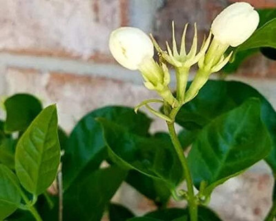 KNESSiN Jasmine Fragrant Plant[100 Seeds] Seed(100 per packet)