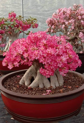 CRGO ADENIUM Seed(90 per packet)
