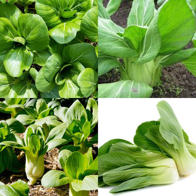 sbains Organic Bok Choy Seeds For Planting no of seeds 14 Seed(14 per packet)