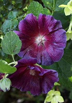 Lorvox Hollyhock Mixed Color Seed(60 per packet)