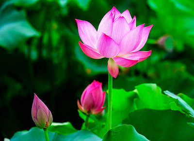 KALAGIA lotus,kamal gatta Seed(14 per packet)