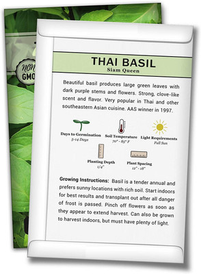 WILLVINE Non-GMO Hybrid Large Leaf Thai Basil Seeds Seed(5000 per packet)