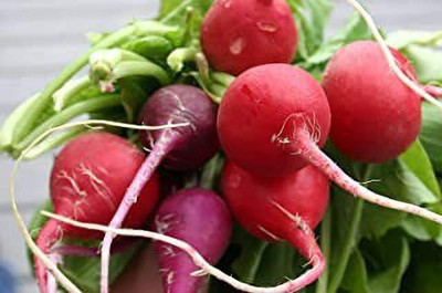 Aro Radish, Radish Red Ball Seed(145 per packet)