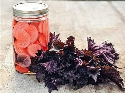Qualtivate VXI-39 Shiso Red Perilla (Perilla Frutescens) Seed(300 per packet)