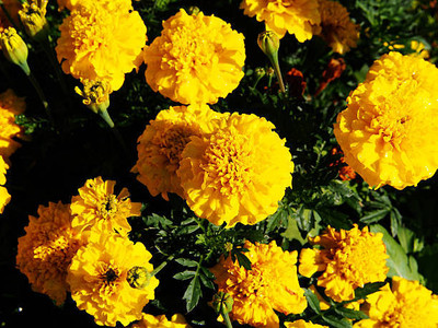 BREMBO marigold/gende ka phool flower seeds Seed(75 per packet)