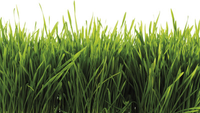 the green dotcom cow eating grass seeds Seed(11000 per packet)