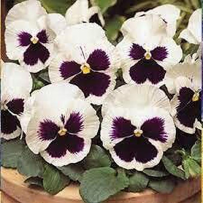 Aywal Pansy Viola Mixed Flower Seed(70 per packet)