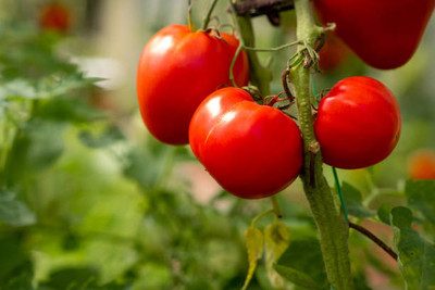 iGrow tomato Seed(120 per packet)