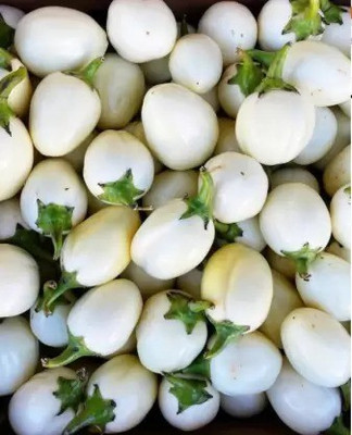 MAA Brinjal white round, Eggplant Seed(53 per packet)