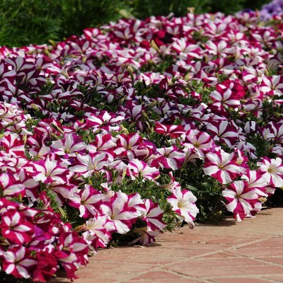 VibeX HUA-99 - Petunia Hybrid Flower |Mixed Colors - (540 Seeds) Seed(540 per packet)