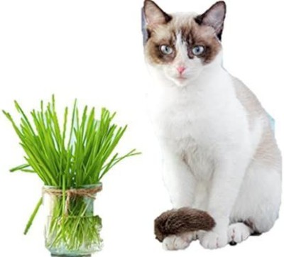 CYBEXIS GUA-66 - Oat - Cat Tortoise Pet Grass - (13500 Seeds) Seed(13500 per packet)