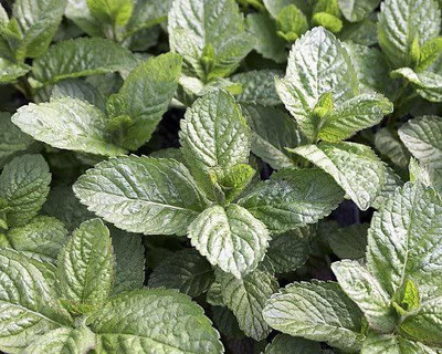 CYBEXIS GUA-49 - Grapefruit Mint - (1350 Seeds) Seed(1350 per packet)