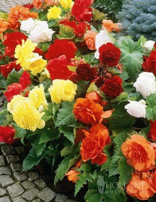 VibeX ATS-33 - Mixed Double Begonias - (90 Seeds) Seed(90 per packet)