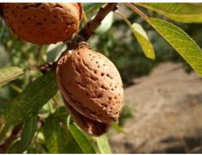 VibeX VVI-89 - Badam/Sweet Almond - (30 Seeds) Seed(30 per packet)