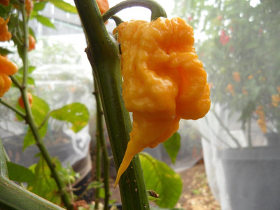 Biosnyg Non GMO Hot Yellow Primo Pepper Vegetable Seeds For Gardening-(4000 Seeds) Seed(4000 per packet)